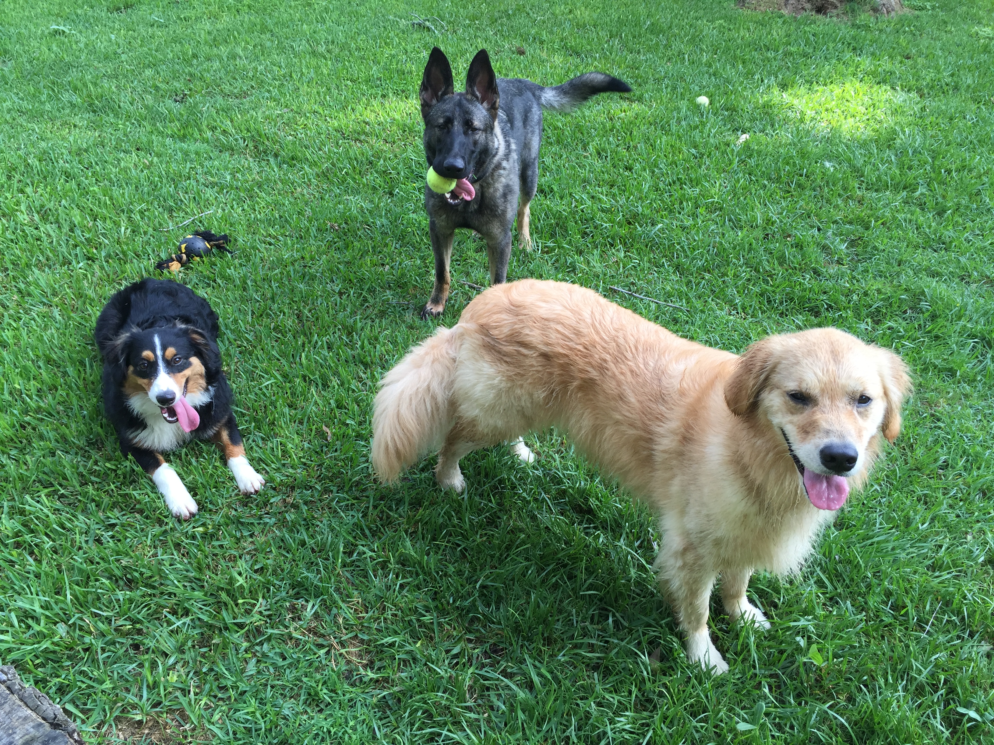 Dog Boarding Doggie daycare Dog play