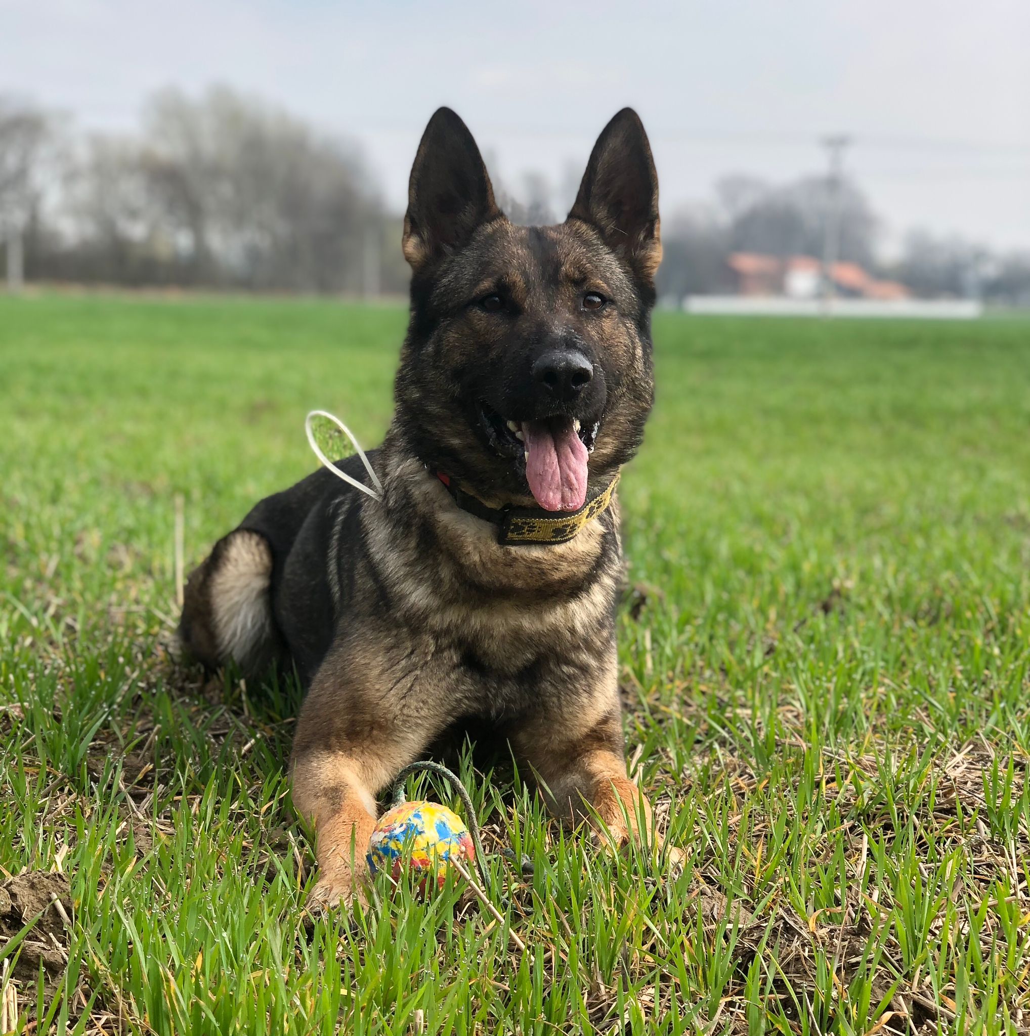 German Shepherd
Dog Training
Dog Boarding